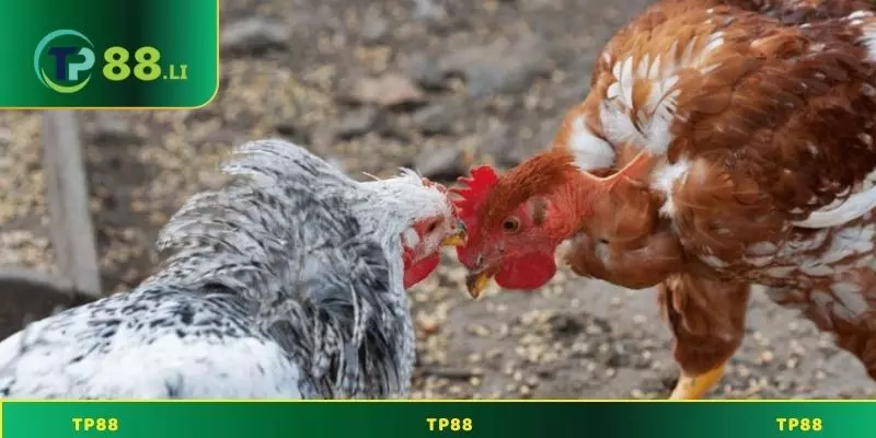 Giới thiệu về đá gà TP88